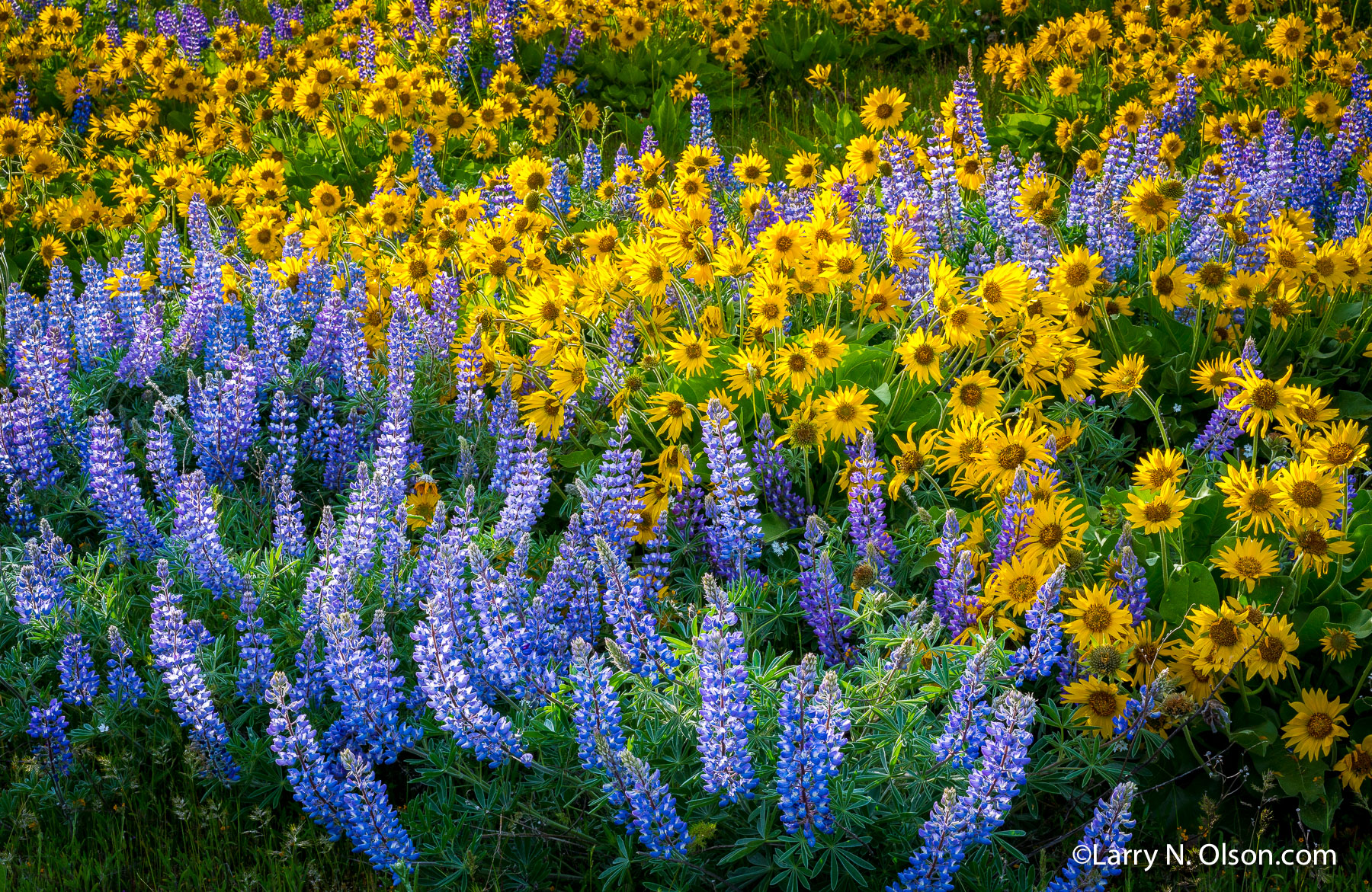 Lupine and Balsamroot, Columbia River Gorge, OR | Super bloom, spring, 2016