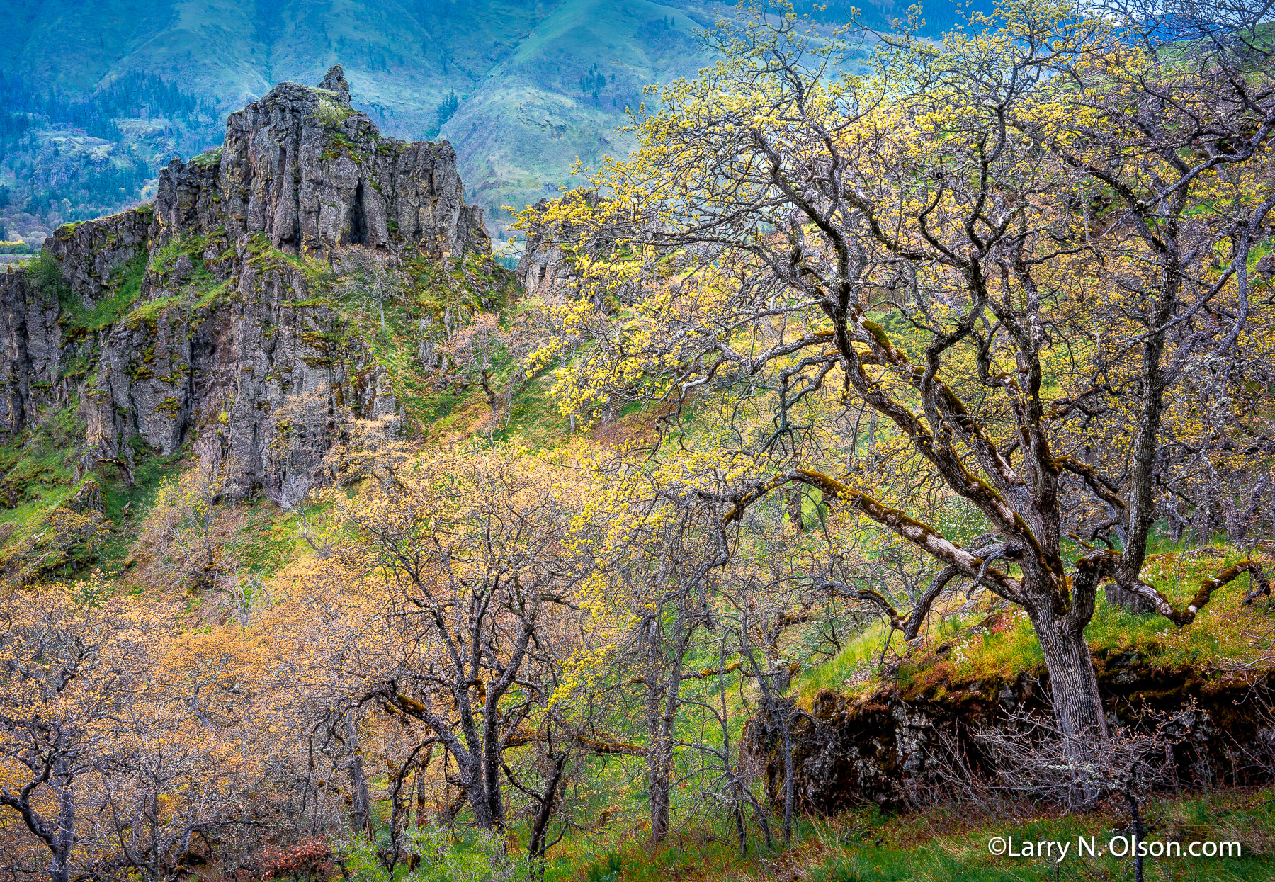 Oaks, Columbia River Gorge, Lylle, WA | Spring flush of oak trees with basalt formation in the Columbia River Gorge.