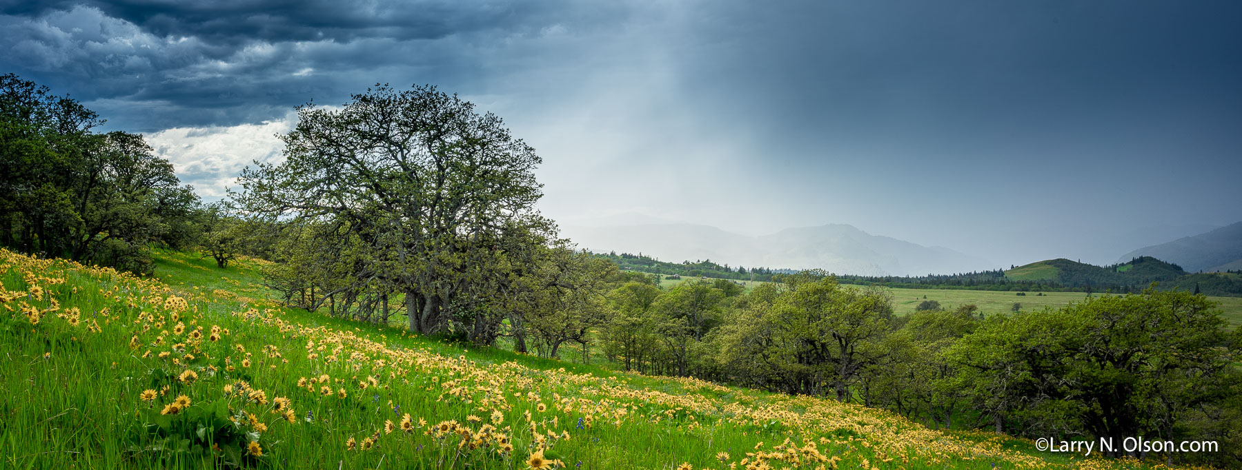 Tom McCall Nature Preserve, Rowena, Oregon | 