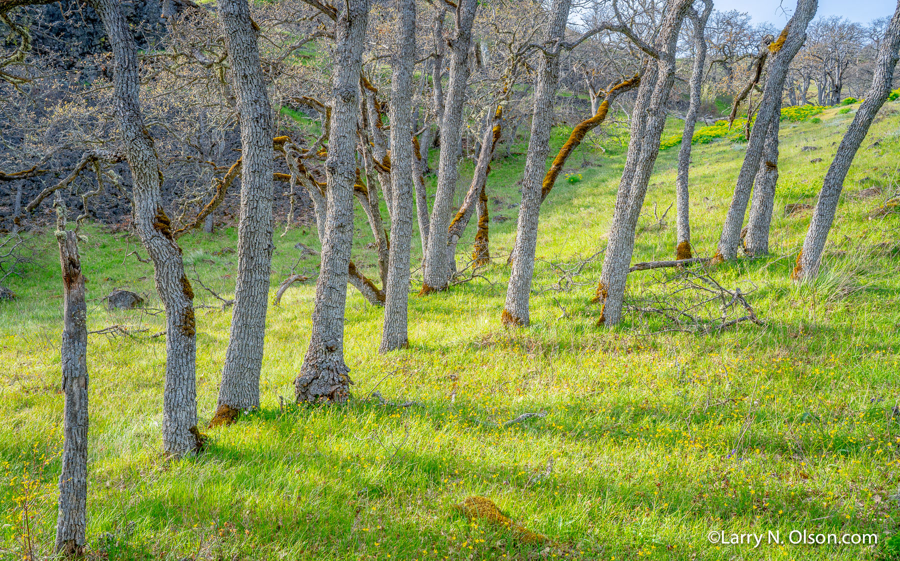 Oaks, Catherine Creek Labyrinth, Columbia Hills, WA | 