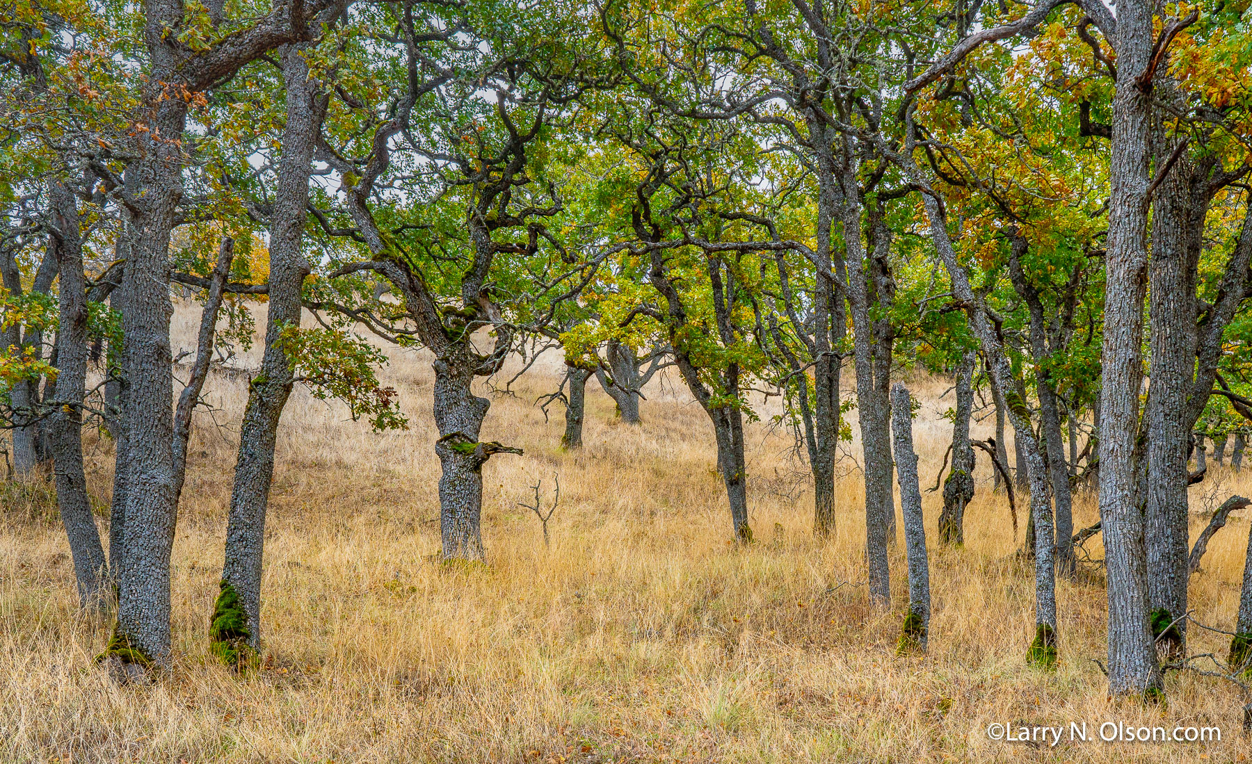 Oaks, Columbia Hills | 