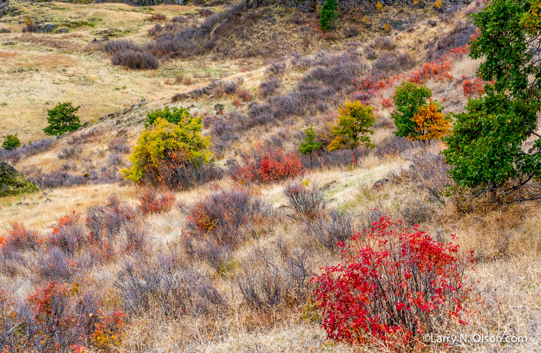 Poisen Oak, Columbia Hills, Washington | Late fall above the Columbia River, Washington.