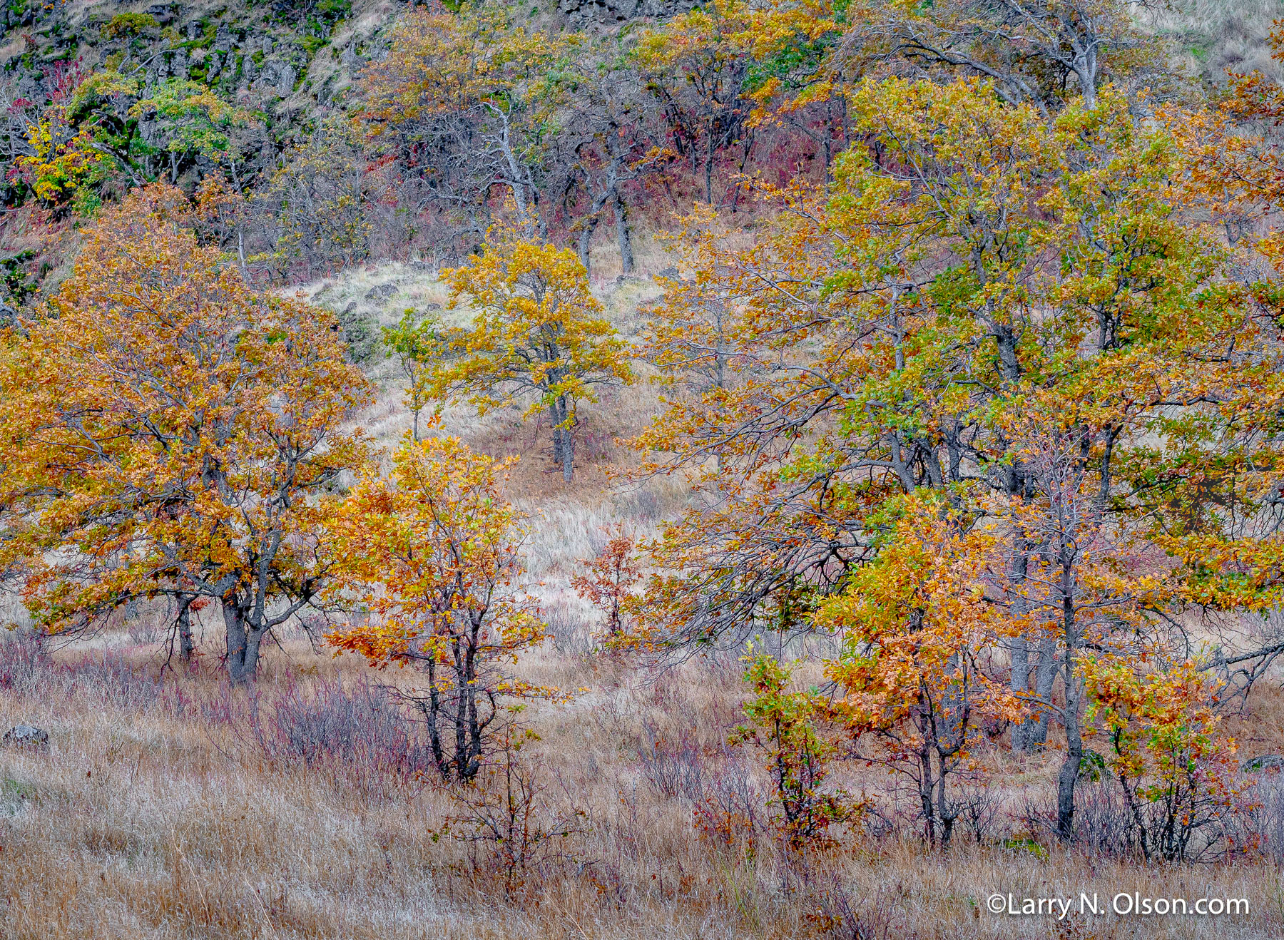 Oaks, Columbia Hills, Columbia Gorge | 