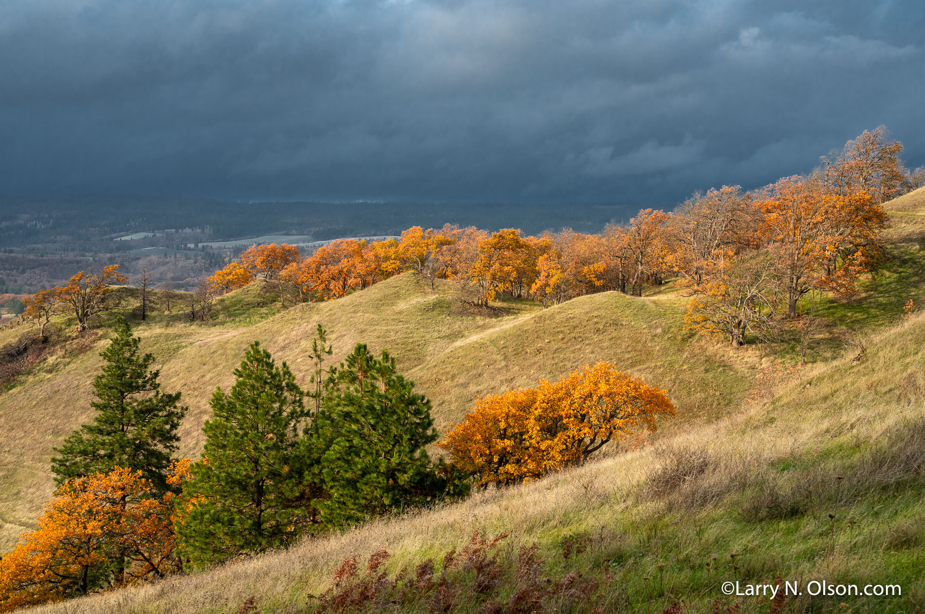 Gerry Oaks, Columbia Hills, Washington. | Gerry Oaks in the late fall in the Columbia Hills, Washington.