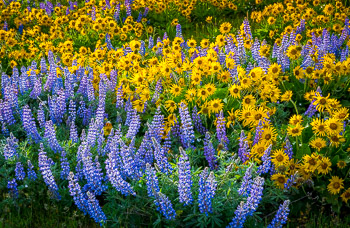 Lupine and Balsamroot, Columbia River Gorge, OR | Super bloom, spring, 2016