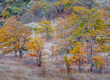 Oaks, Columbia Hills, Columbia Gorge | 