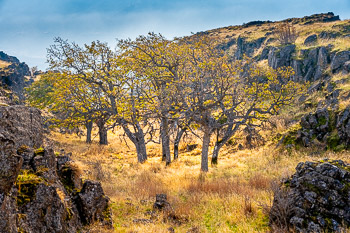 Oaks, Columbia River Gorge, Lyle, Washington | 