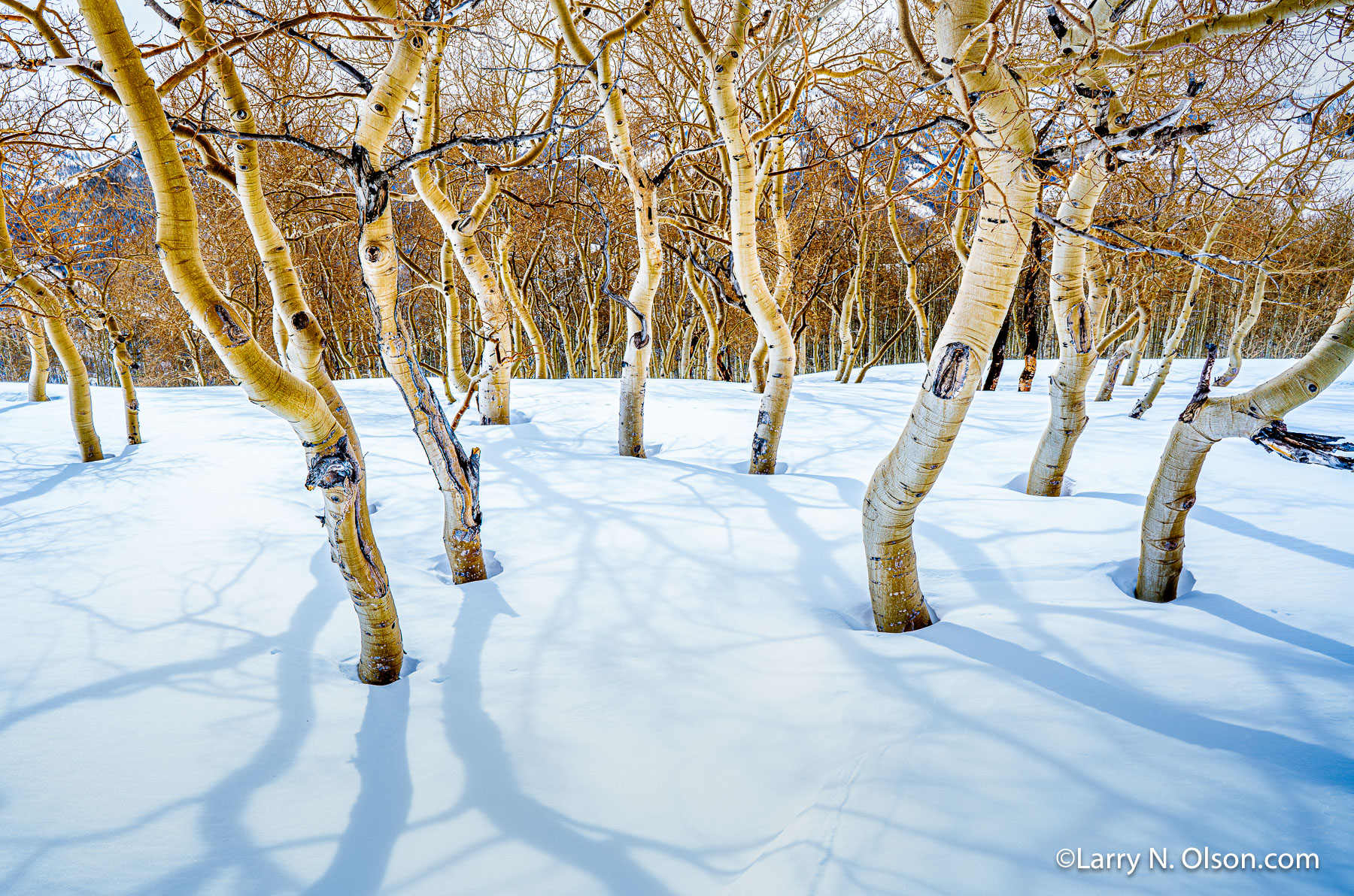 Aspen Grove, Little Water Peak, Wasatch Mountains, Utah | 