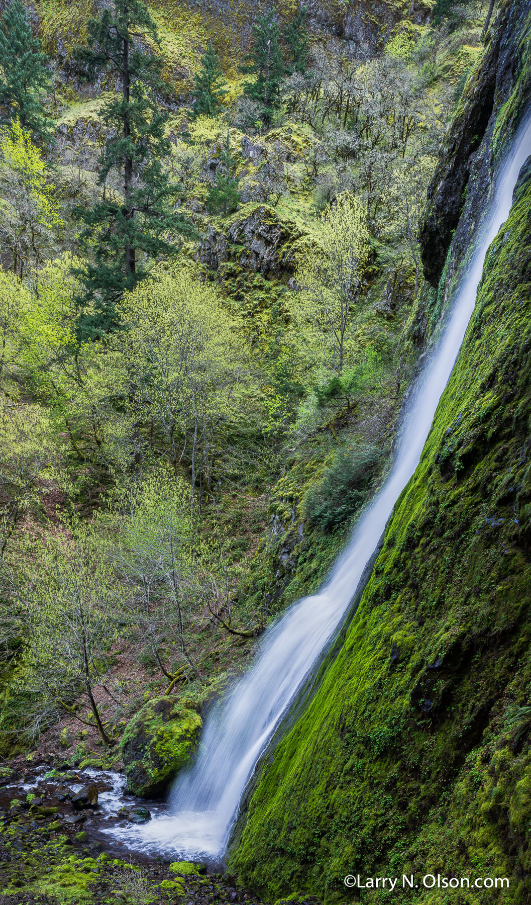 Starvation Creek Falls, Starvation Creek State Park, Columbia River Gorgr, OR | The spring pale green growth of Big Leaf Maples provide the backdrop to the falls.