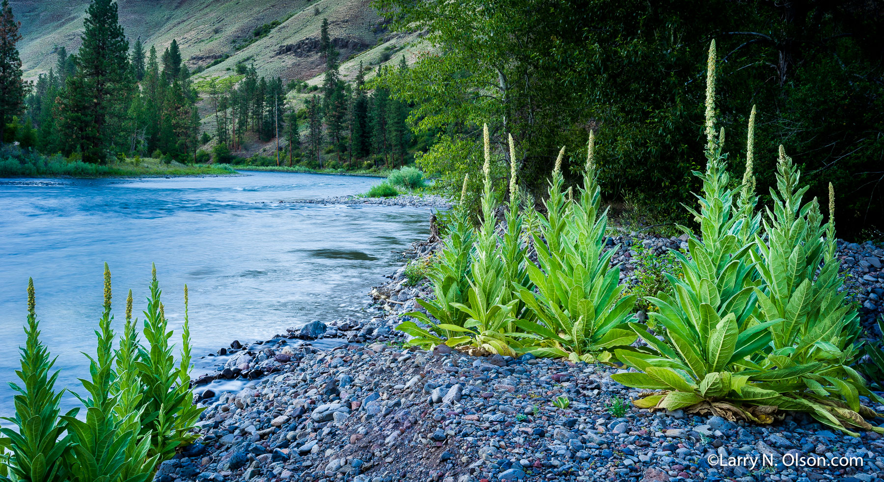 Mullein, Grande Ronde River, OR | 