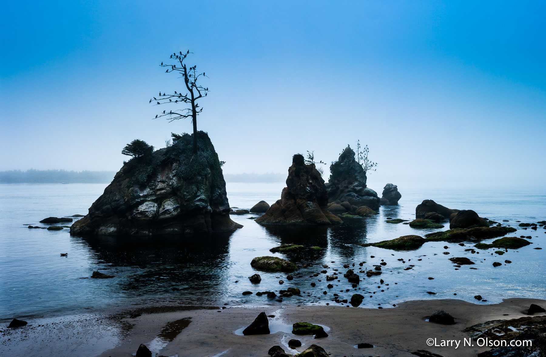 Cormorants at Tillamook Bay, OR | 