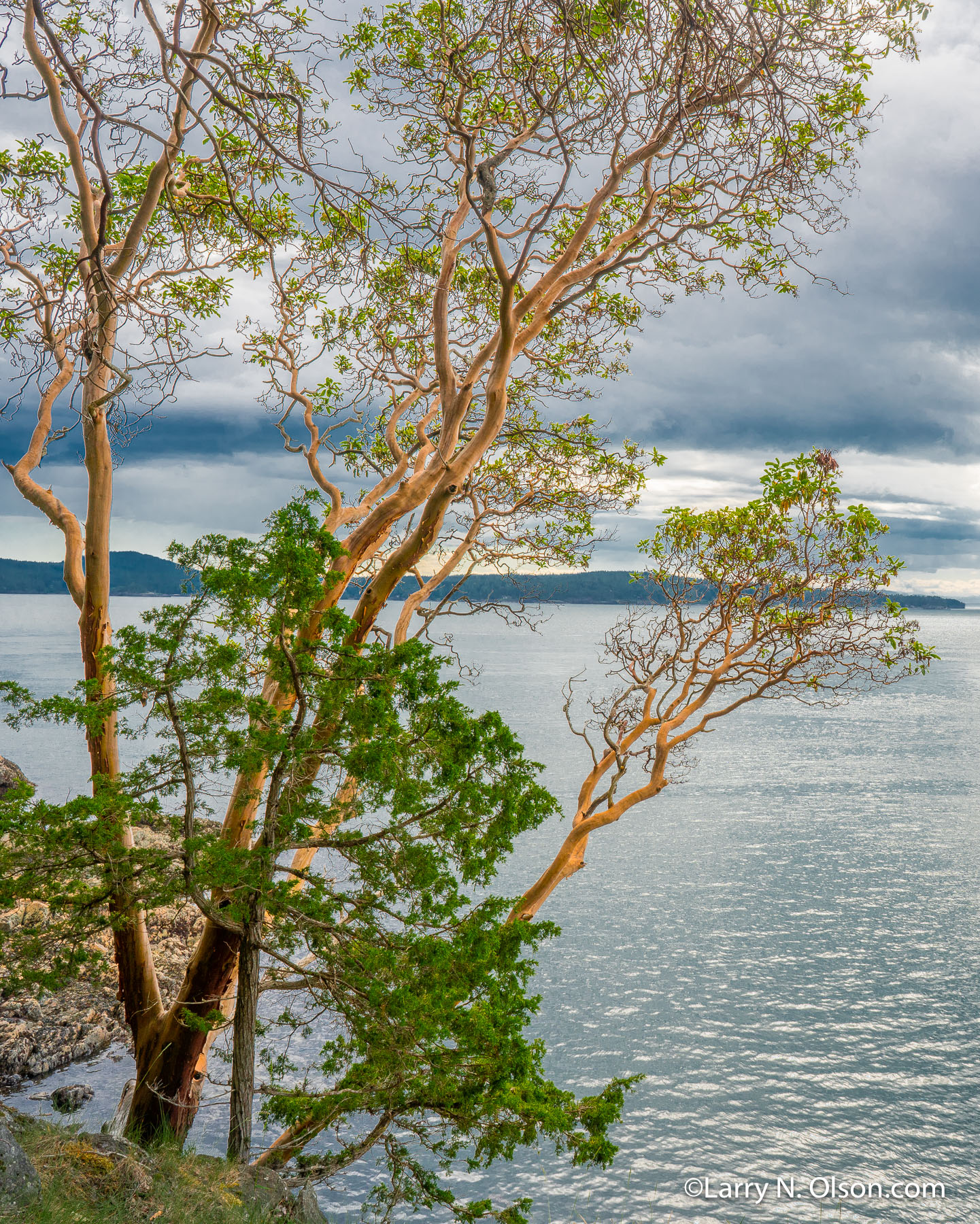 Madrone , Jones Island, San Juan Islands, WA | 