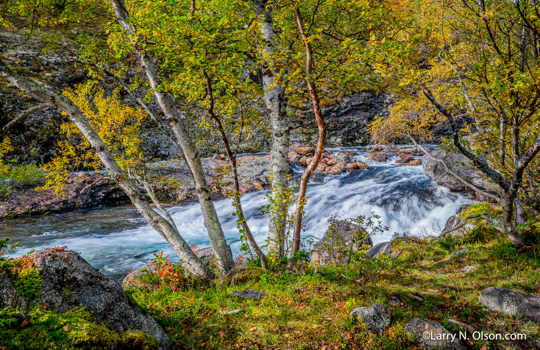 Birch, Jotunheimen National Park, Norway | 