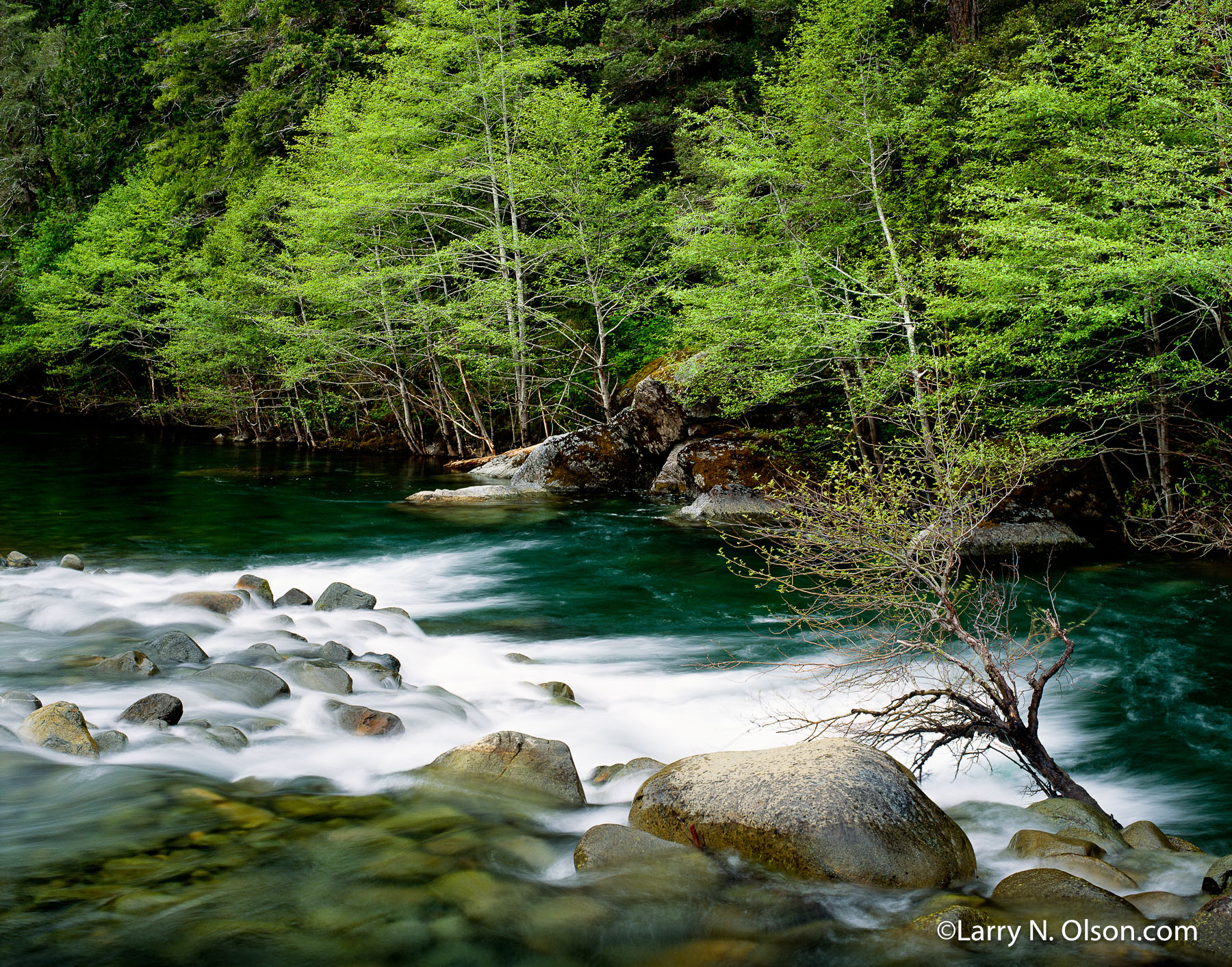 North Fork, Smith River, OR,  #671296 | A riffle flows into a still pool lined with Alder showing fresh new spring growth.