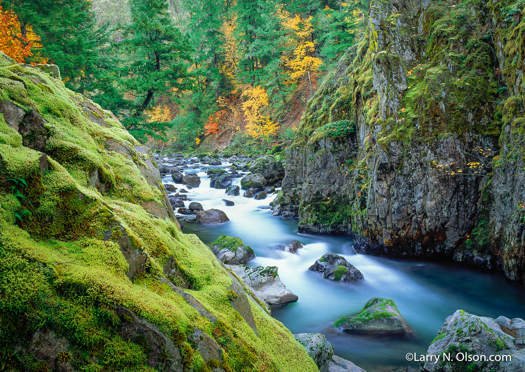 North Fork, Middle Fork, Willamette River, OR | The fall colors add a painterly  touch to a green mossy gorge with white water.