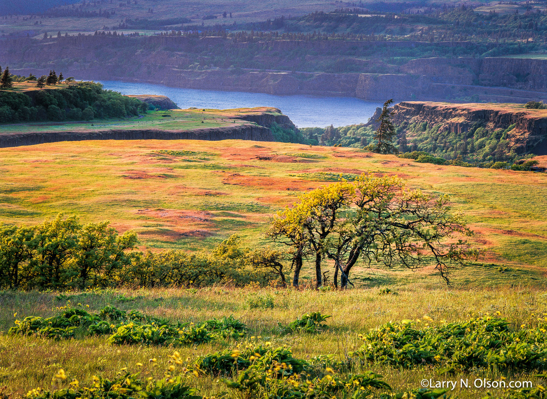 Oaks, Rowena Plateau, Columbia River Gorge, OR | The oaks are bent from the  powerful and prevailing winds. The Balsam Root and meadow glow in the dawn light.
