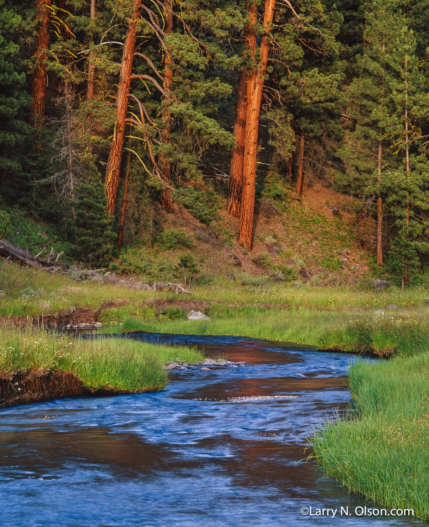 Malheur River, OR | Ponderosa Pines glow red in the late evening light along this riparian zone.