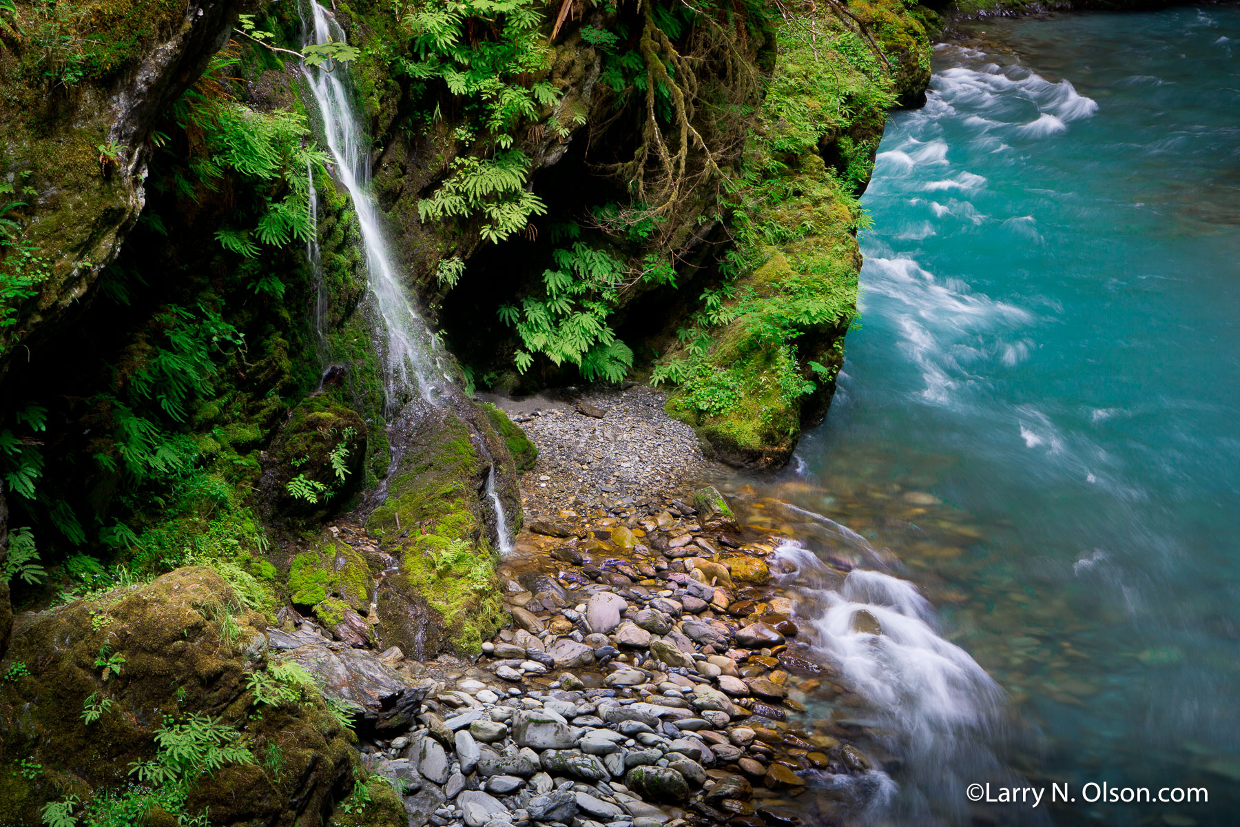 Quinalt River, Olympic National Park, WA | A tiny tributary flows over the riparian zone into the Quinalt river.