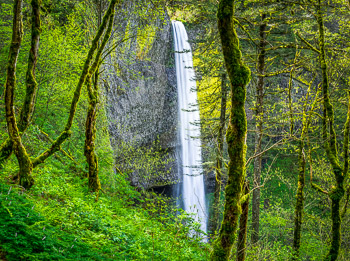 Latourell Falls and Forest, OR | Latourell Falls is framed by trees and spring growth.