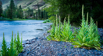 Mullein, Grande Ronde River, OR | 