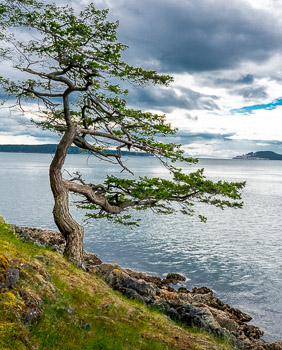 Douglas Fir,  Jones Island, San Juan Islands, WA | 