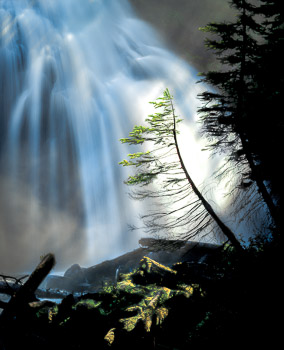 Whychus Creek, Three Sisters Wilderness, OR | A lone Douglas Fir reaching for the light is silhouetted against Whychus Creek Falls.