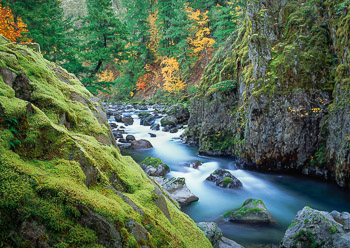 North Fork, Middle Fork, Willamette River, OR | The fall colors add a painterly  touch to a green mossy gorge with white water.