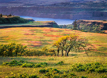 Oaks, Rowena Plateau, Columbia River Gorge, OR | The oaks are bent from the  powerful and prevailing winds. The Balsam Root and meadow glow in the dawn light.