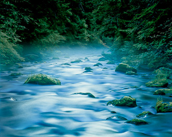 McKenzie River. OR | Twilight colors the water in the river and old growth forest.