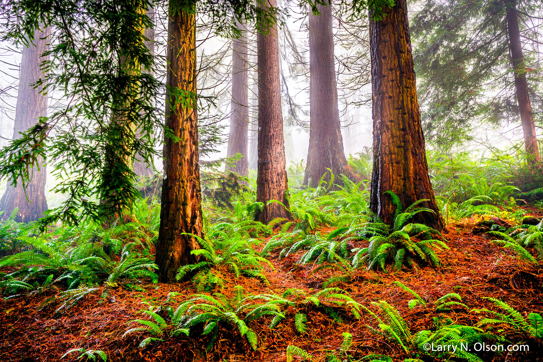 Redwoods, Hoyt Arboretum, OR | Redwood trees in fog at Hoyt Arboretum, OR.