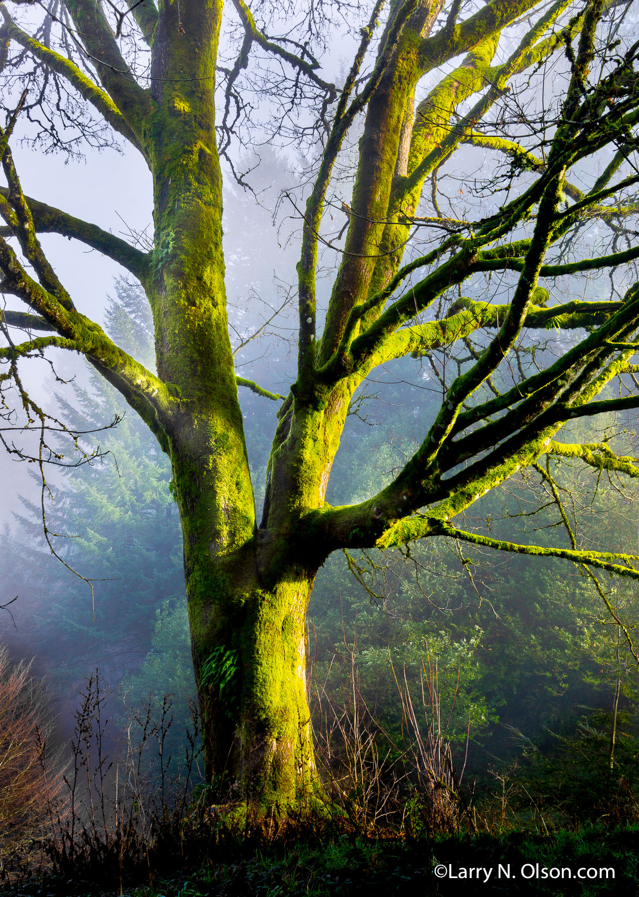 Hoyt Arboretum, Portland, Oregon | 