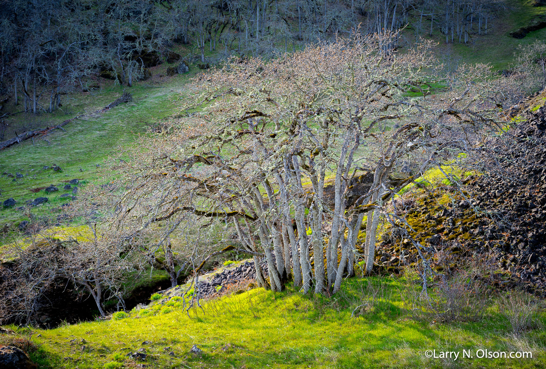 Oak Trees, Catherine Creek, WA | 