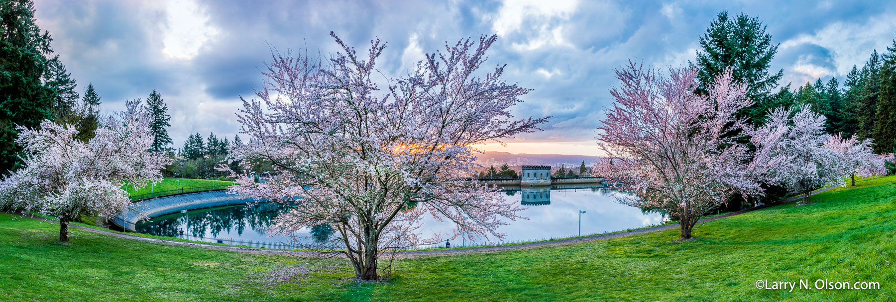 Cherry Trees, Mount Tabor Park, Portland, OR | 