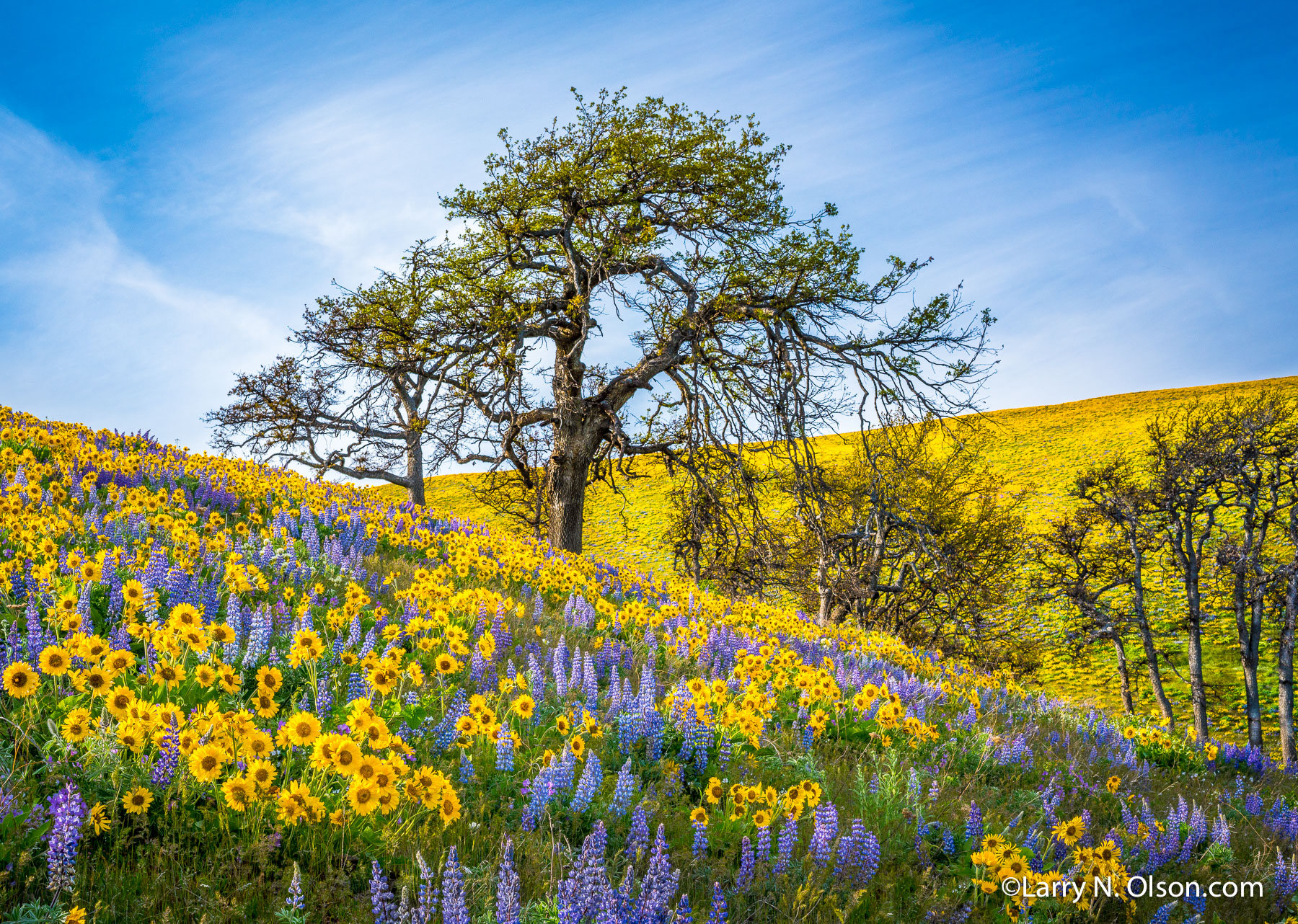 Seven Mile Hill, Columbia River Gorge, OR | Super bloom, spring, 2016