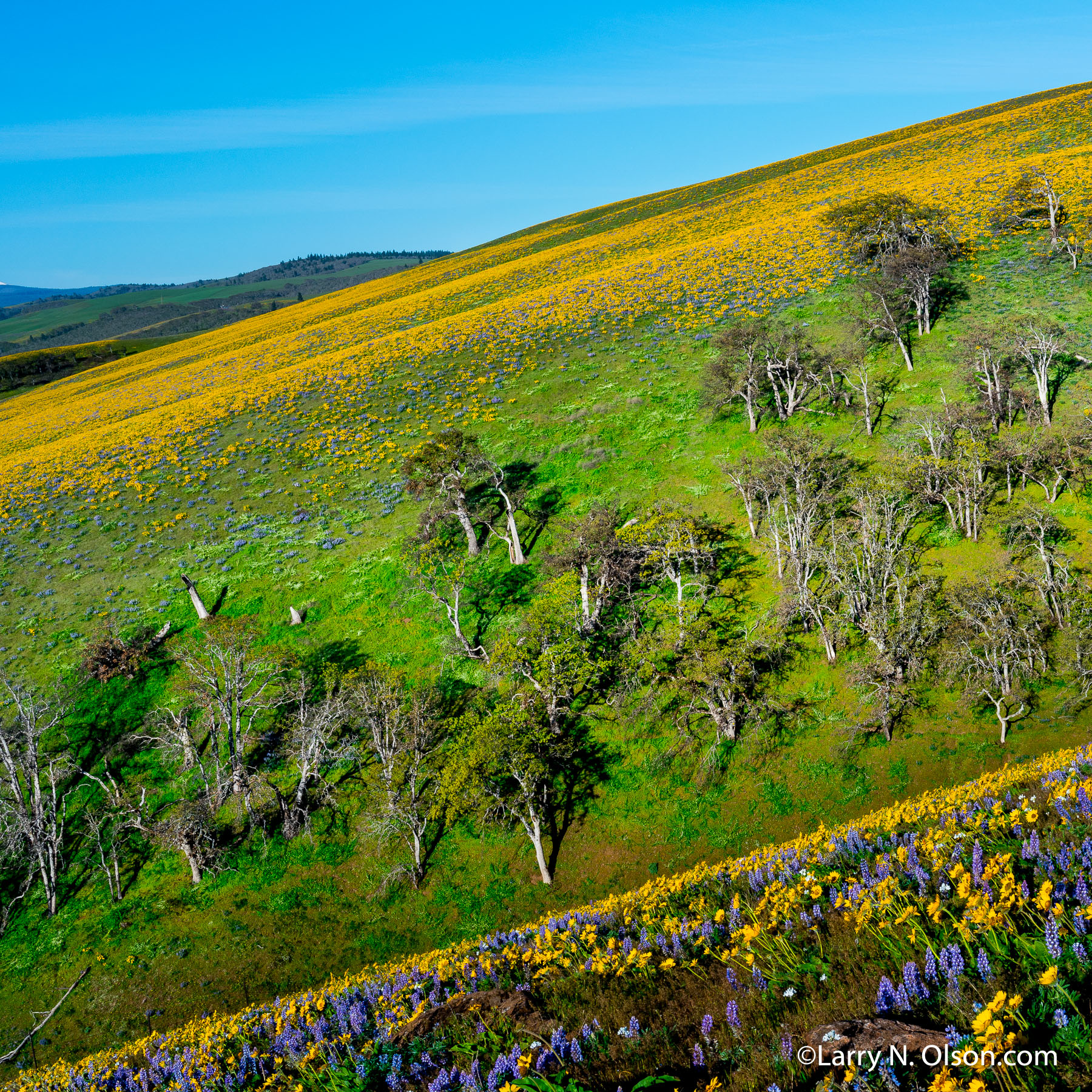 Seven Mile Hill, Columbia River Gorge, OR | Super bloom, spring, 2016