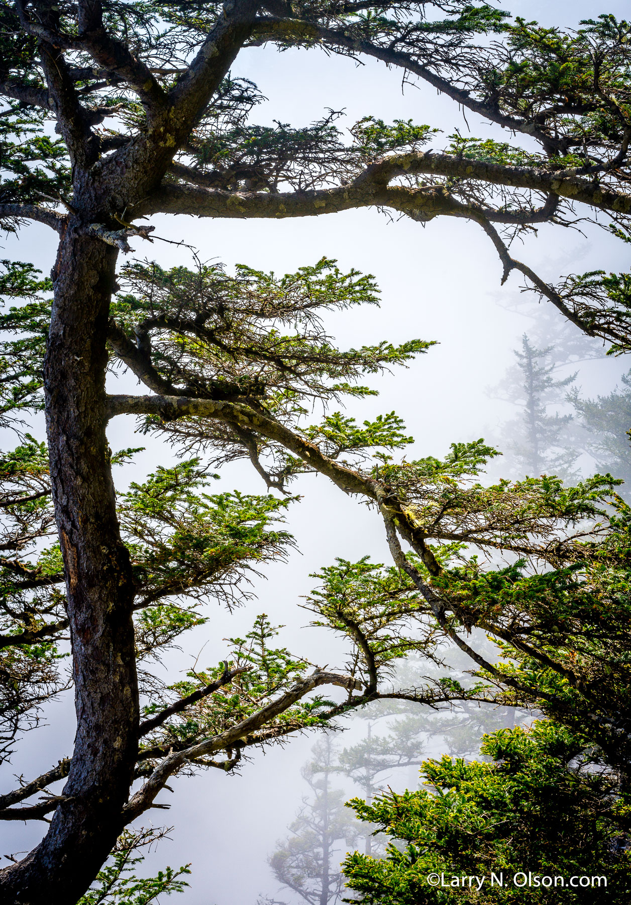 Sitka Spruce, Oswald West State Park, OR | 
