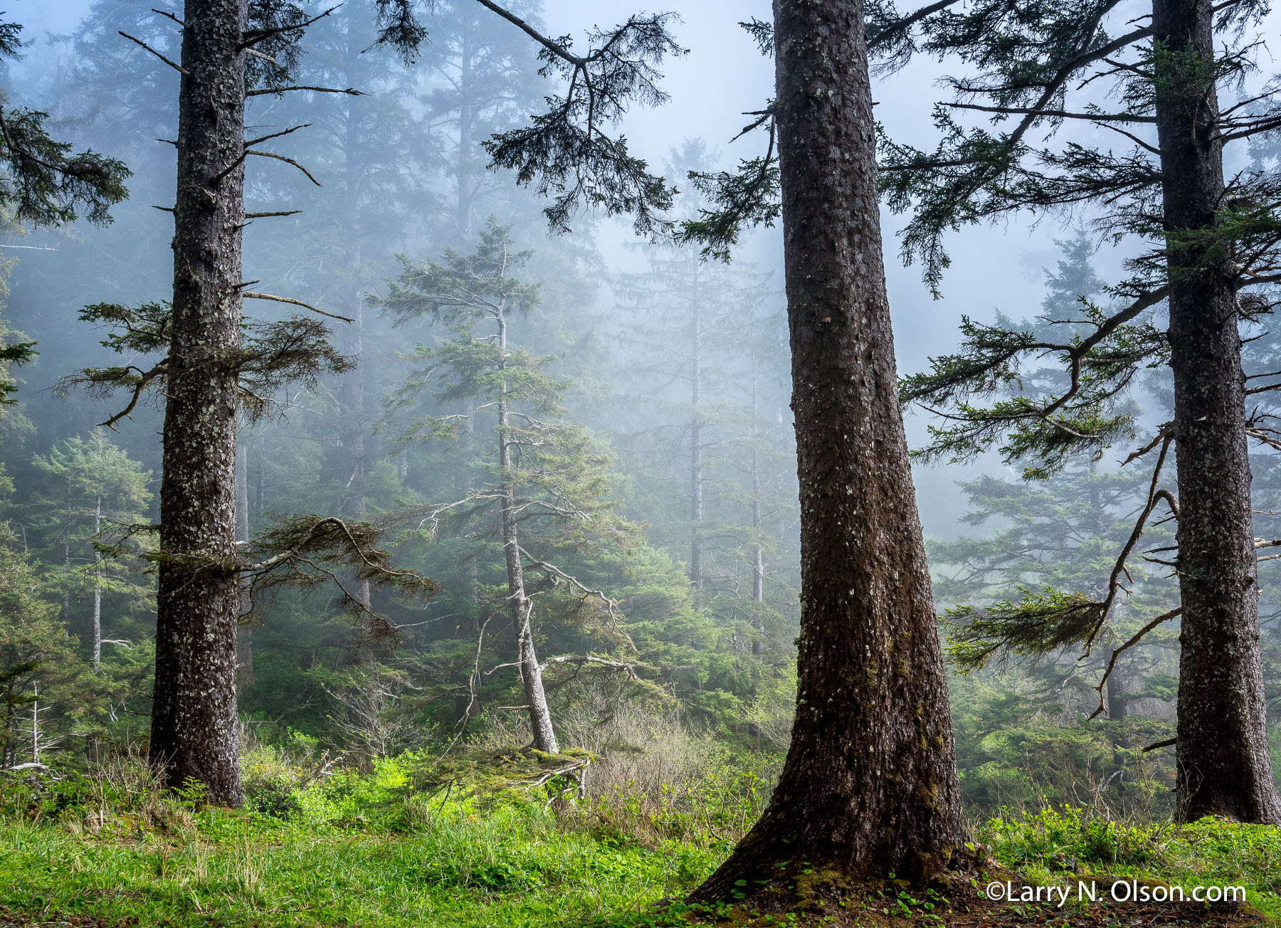 Sitka Spruce, Oswald West State Park, OR | 