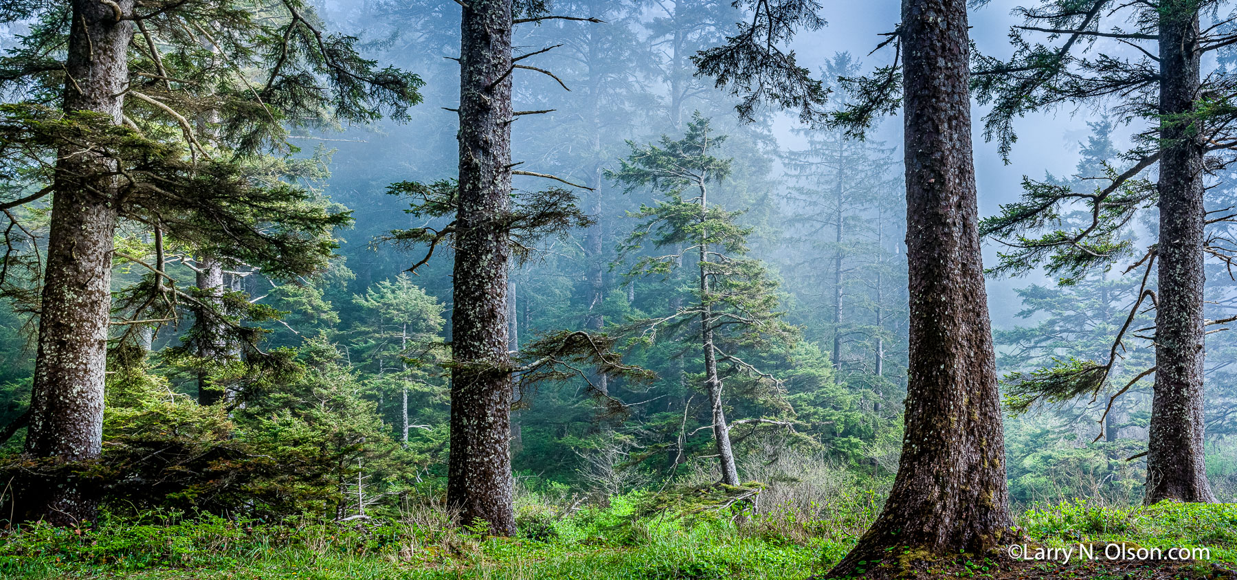 Sitka Spruce, Oswald West State Park, OR | 