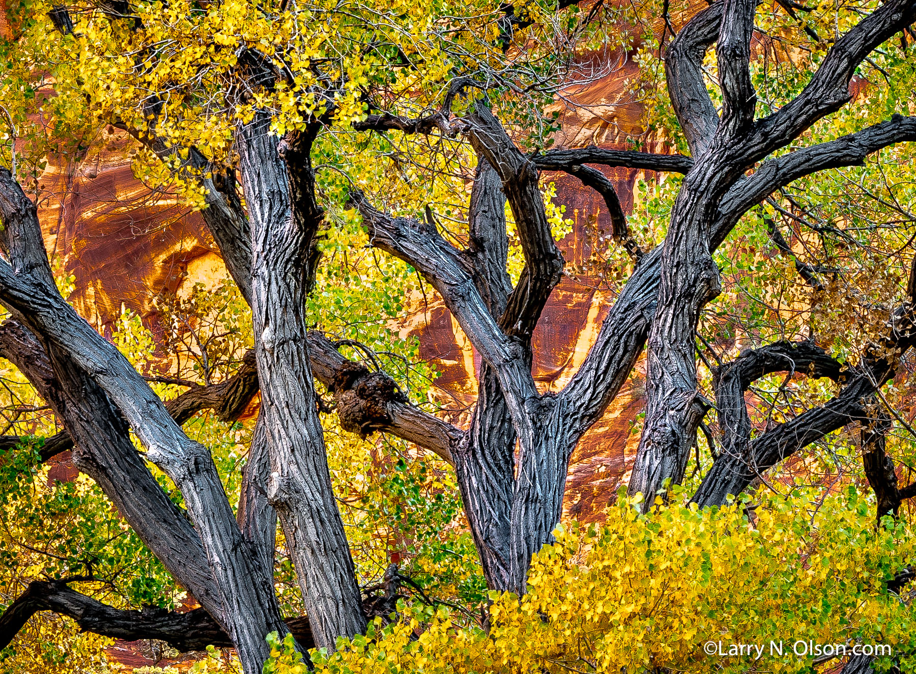 Freemont Cottonwood, Kolob Canyon, Zion National Park, UT | 