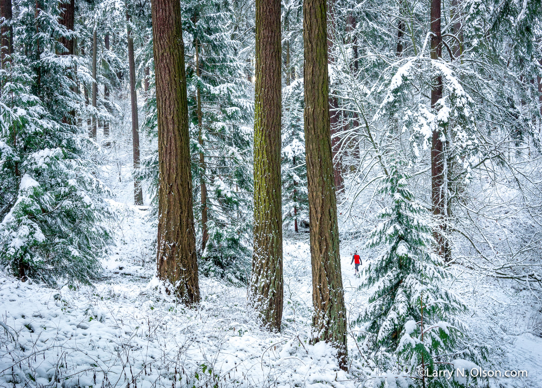 Snowy Forest, Mount Tabor, Portland, Oregon | 