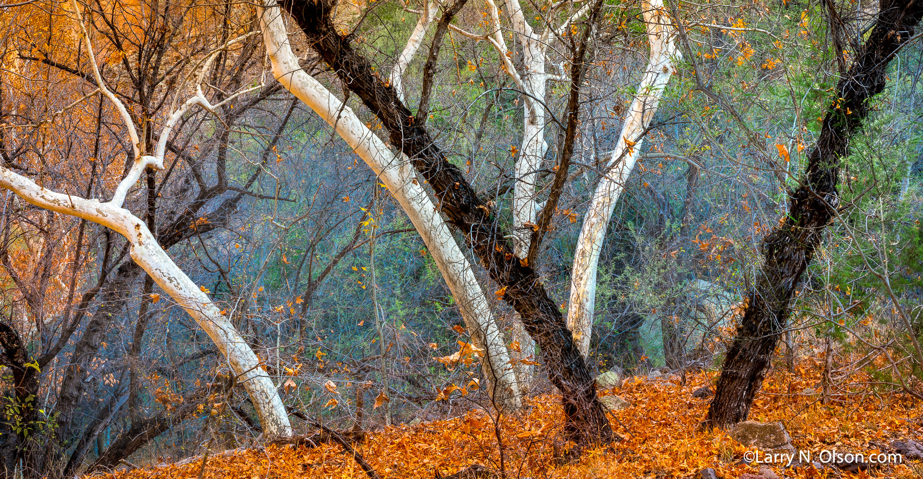 Sycamore, Arizona Ash, Aravaipa Canyon, AZ | Sycamore and Arizona Ash in Aravaipa Canyon Azizona