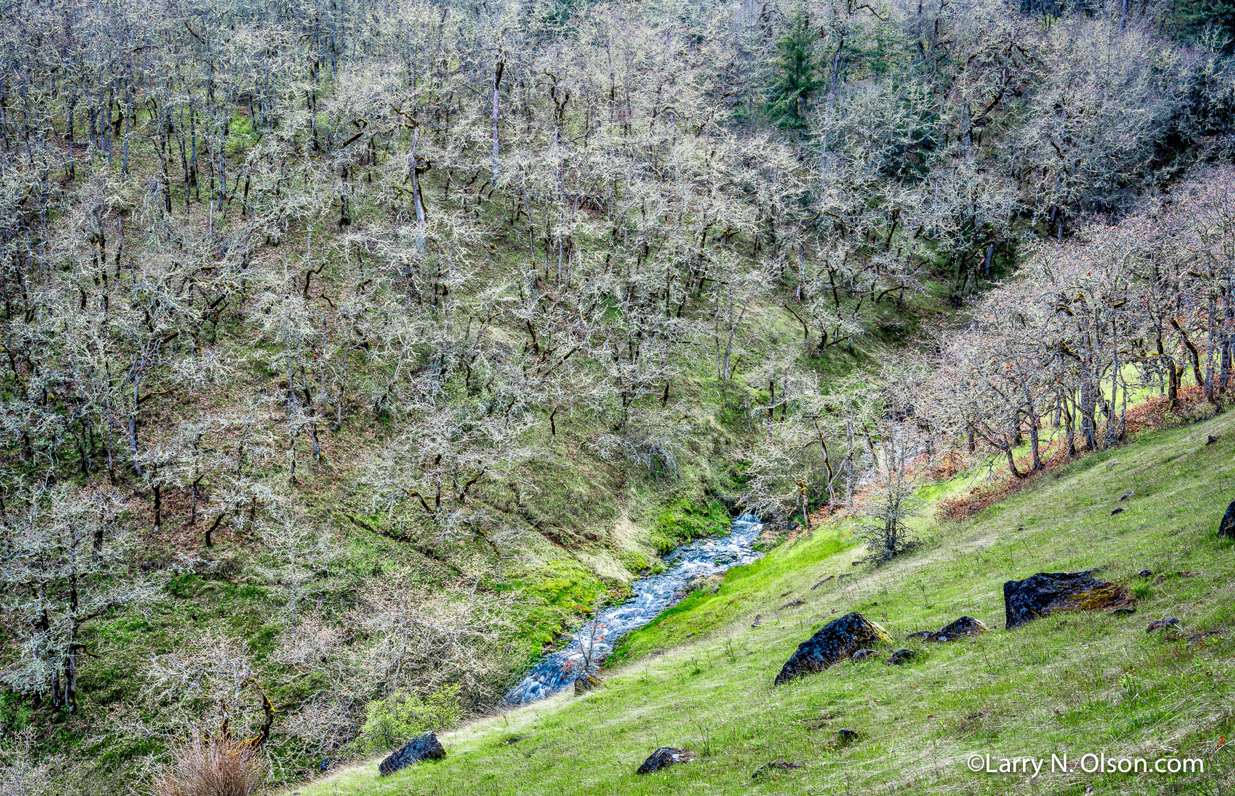 Oaks, Columbia Hills State Park, Columbia River Gorge,  WA | 