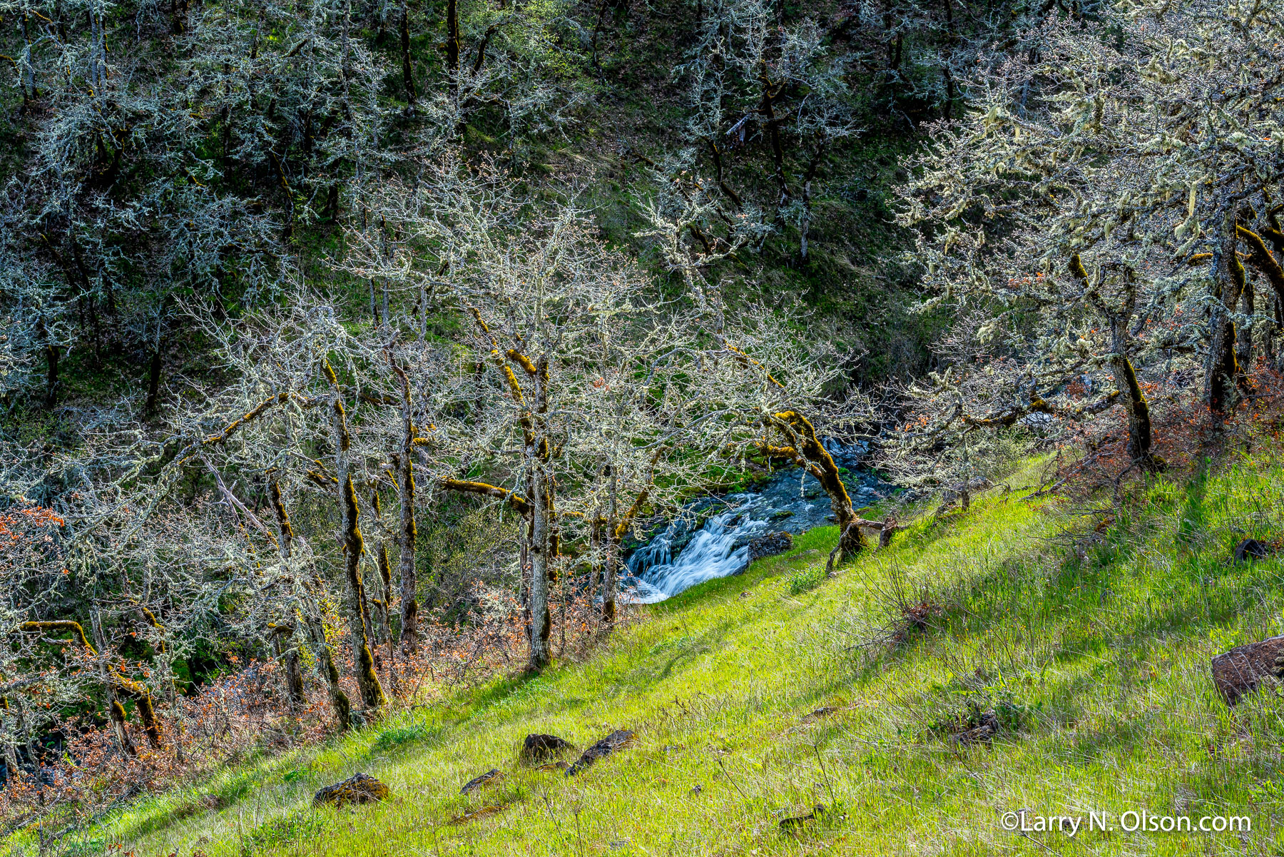 Oaks, Columbia Hills State Park, Columbia River Gorge,  WA | 