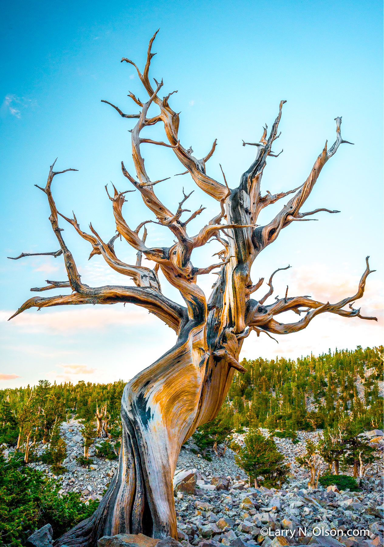 Bristlecone Pine, Great Basin National Park, Nevada | The soft light of dawn shows the beautiful weathered shape and colors of an ancient Bristlecone pine. This tree is dead and still standing, perhaps close to 5000 years old.