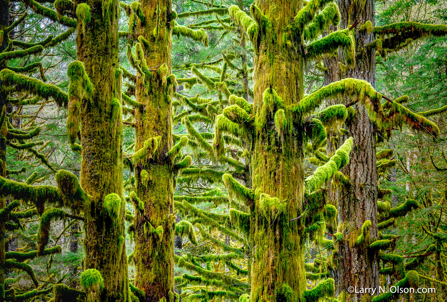 Douglas Fir, Sandy River, OR | 