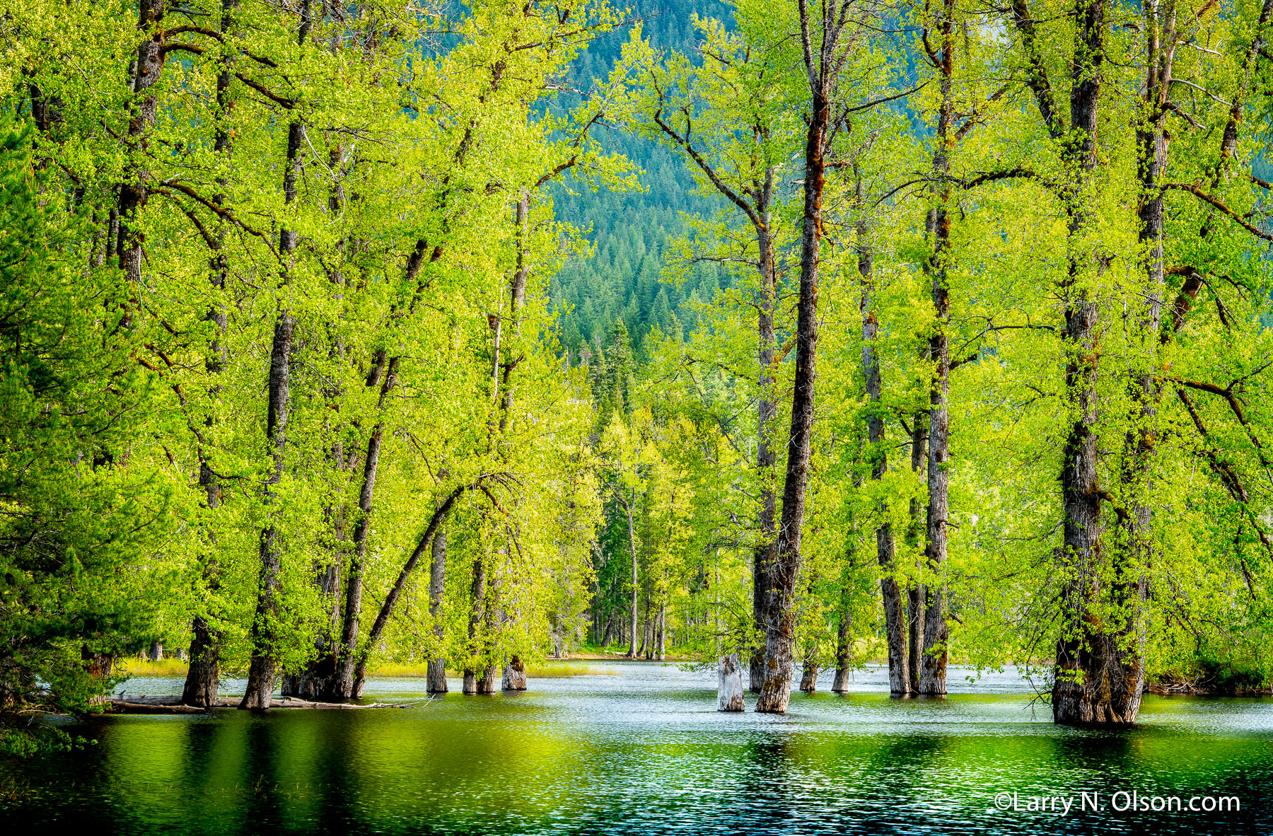 Cottonwoods, Disappearing Lake, Washington | 