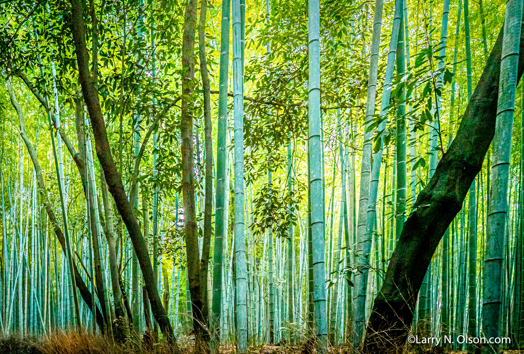 Timber Bamboo, Kyoto, Japan | 