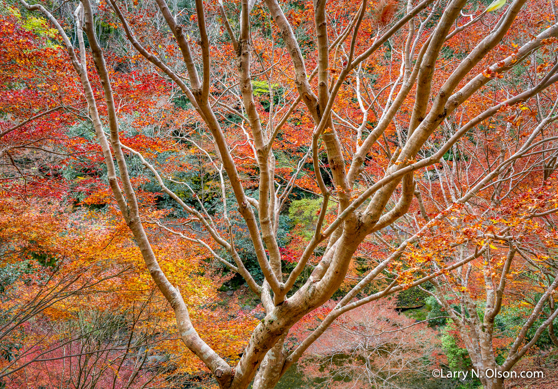 Autumn Forest, Japan Forest, Kyoto, Japan Forest, Kyoto, Japan | 