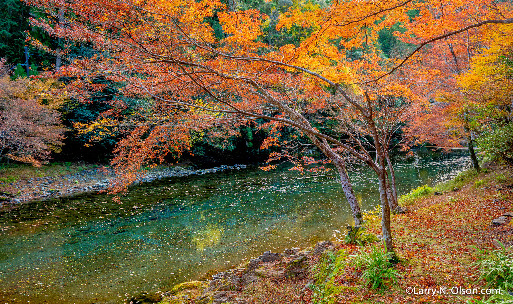 Autumn Forest, Kyoto, Japan | 