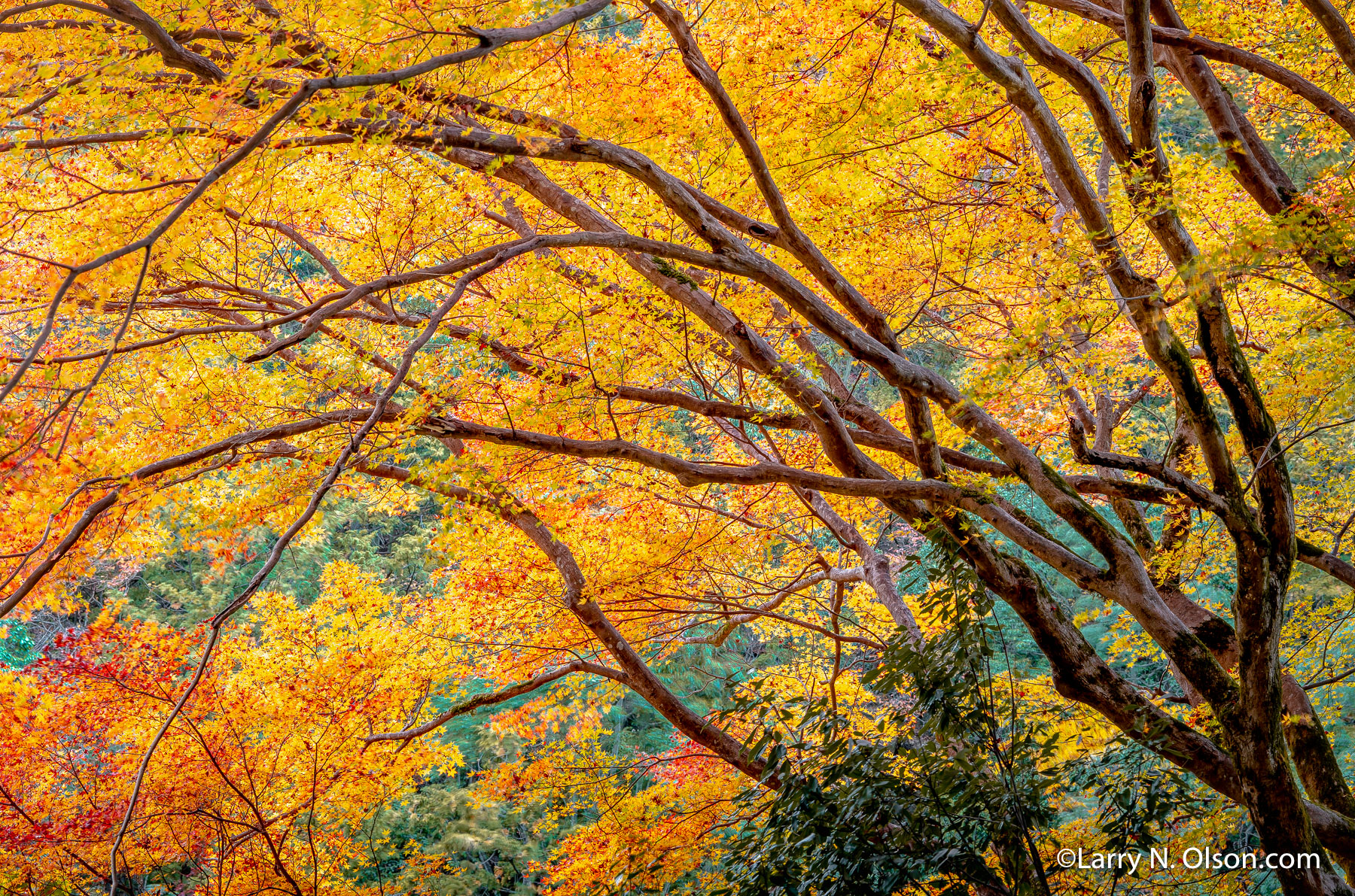 Autumn Forest, Japan Forest, Kyoto, Japan | 